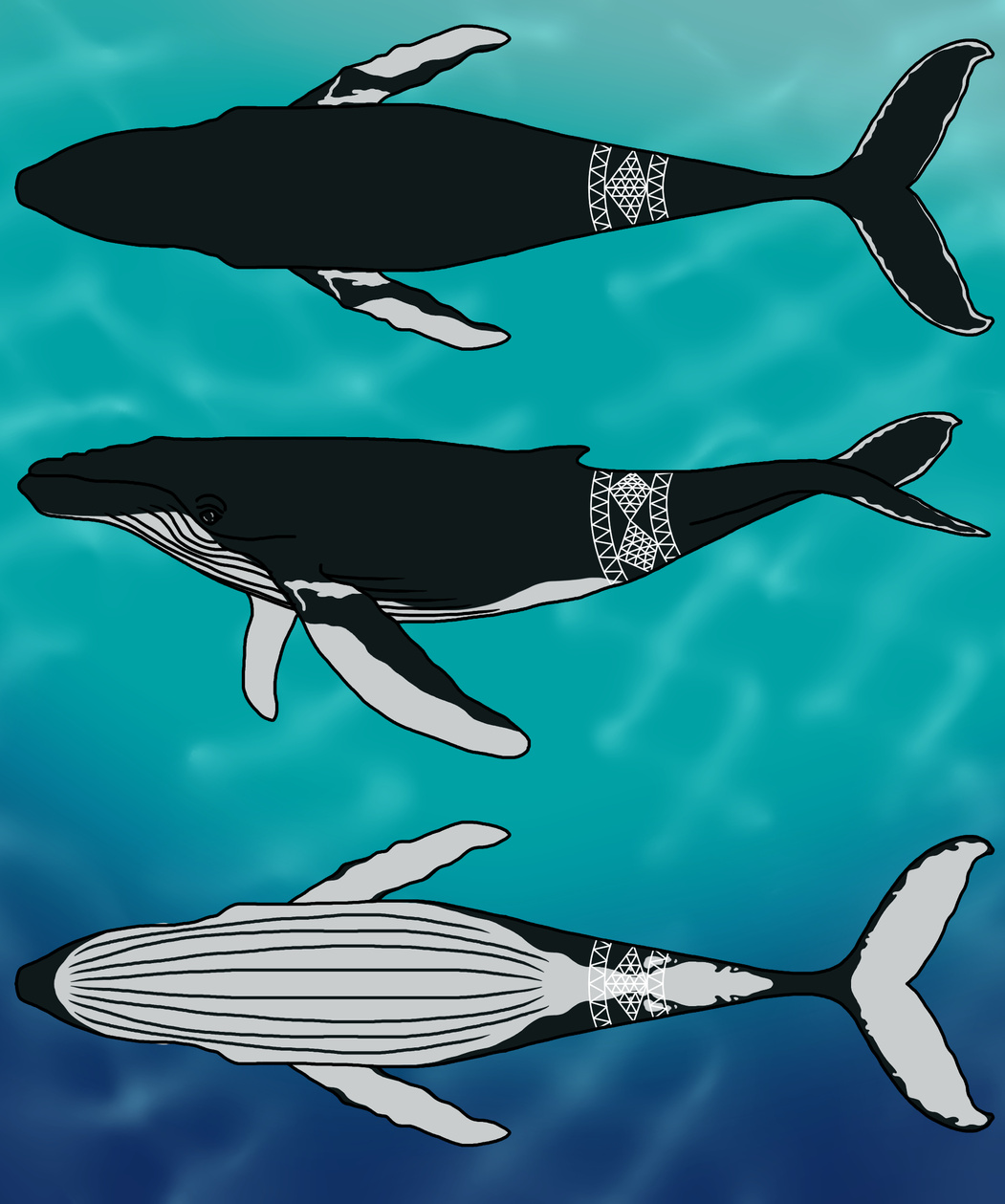 Humpback Whale (Koholā)